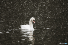 snow swan