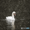 snow swan