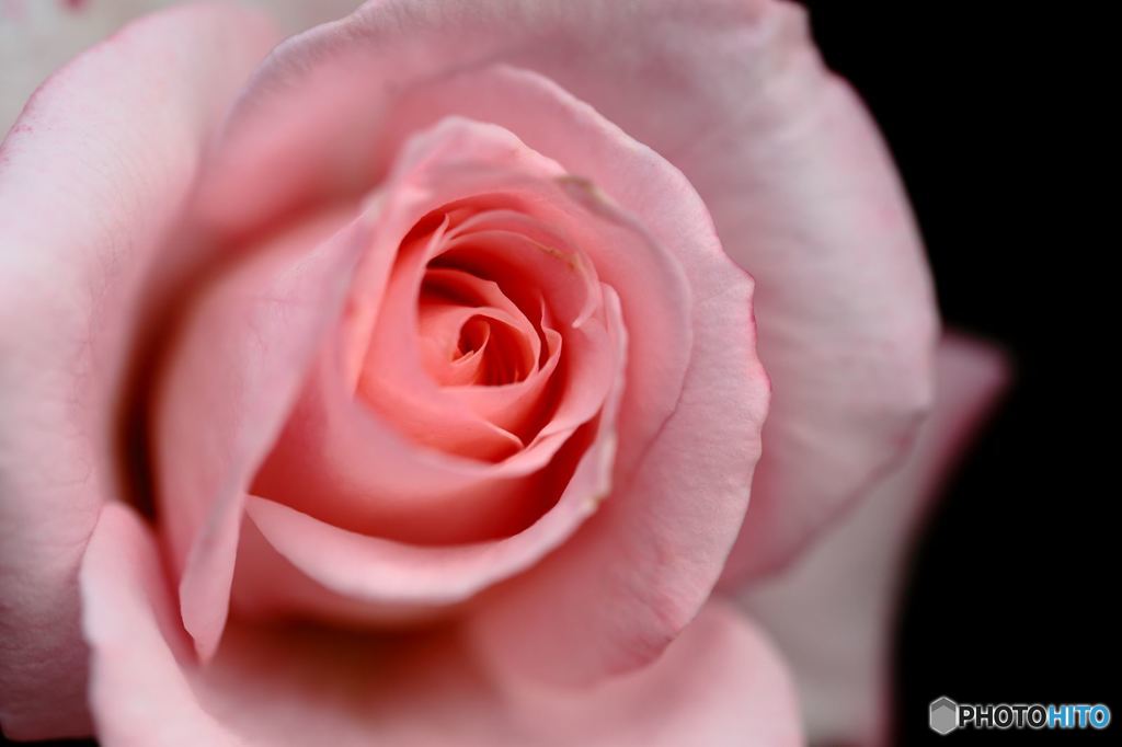 薔薇