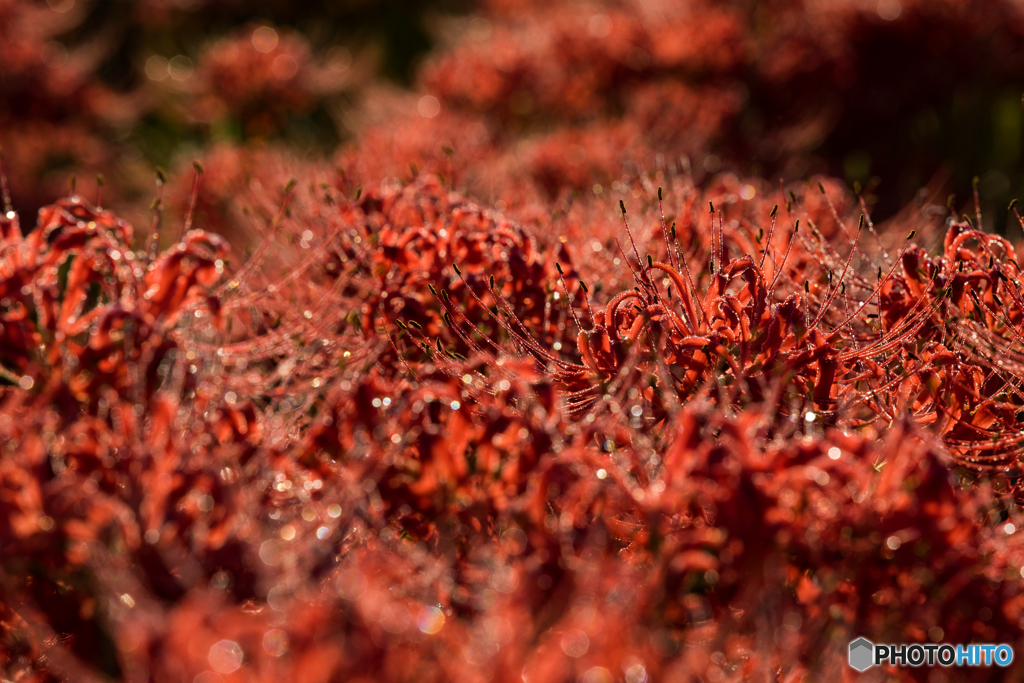 cluster amaryllis