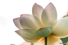 lotus