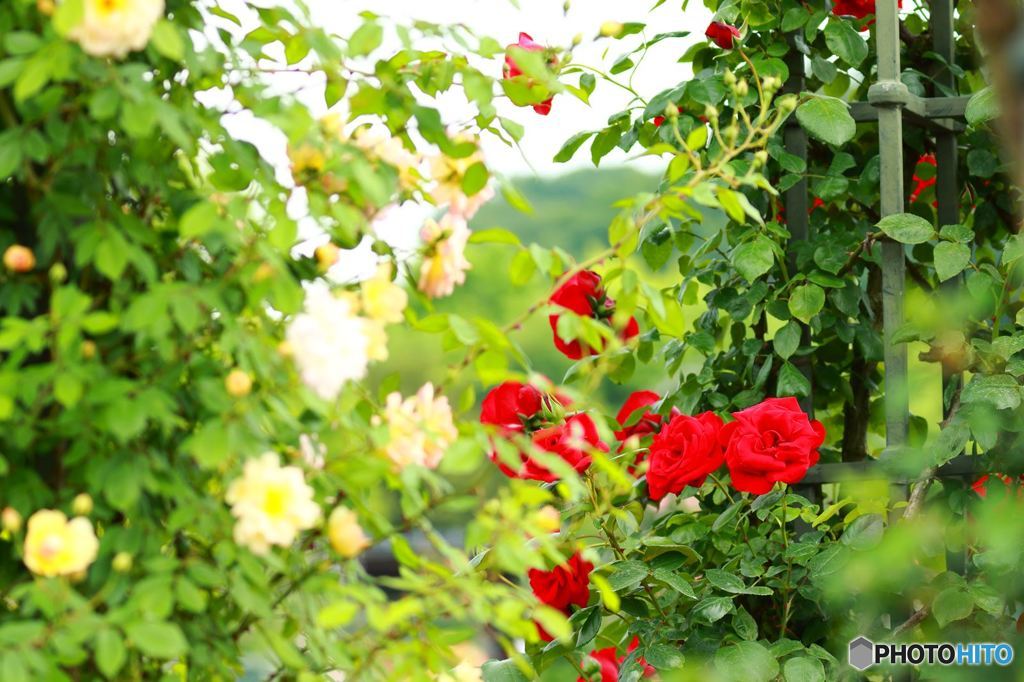 紅白薔薇