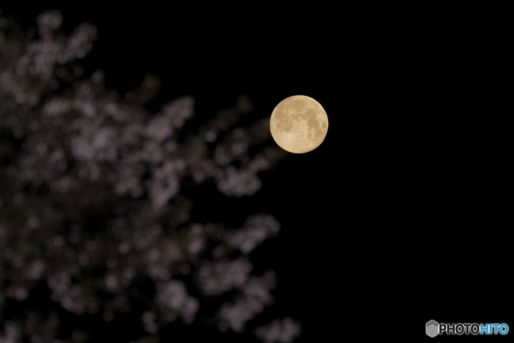 平成最後の満月と桜