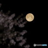 平成最後の満月と桜