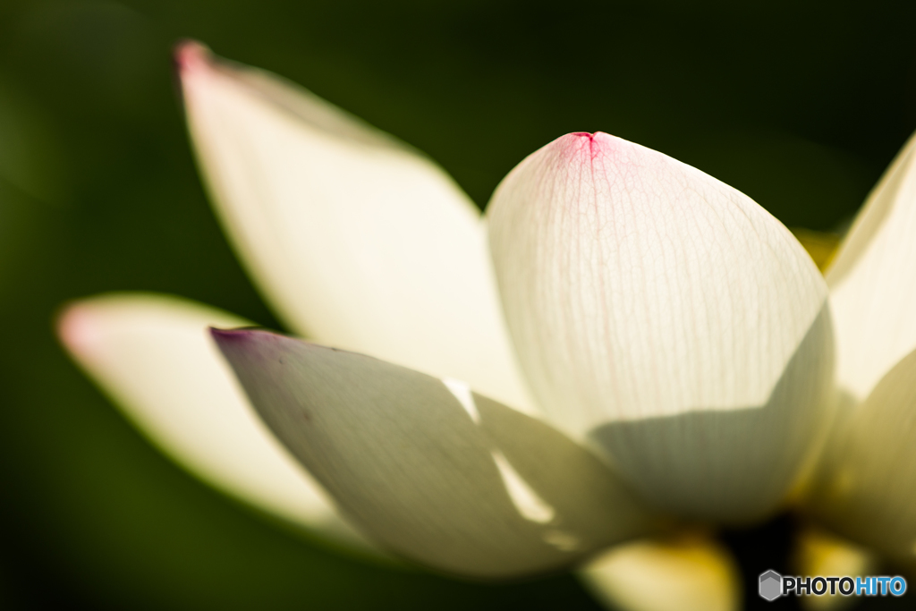 Lotus petals