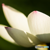Lotus petals