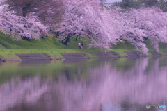 Under the cherry tree