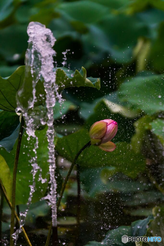 Lotus bathed in water