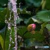 Lotus bathed in water