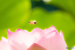 lotus