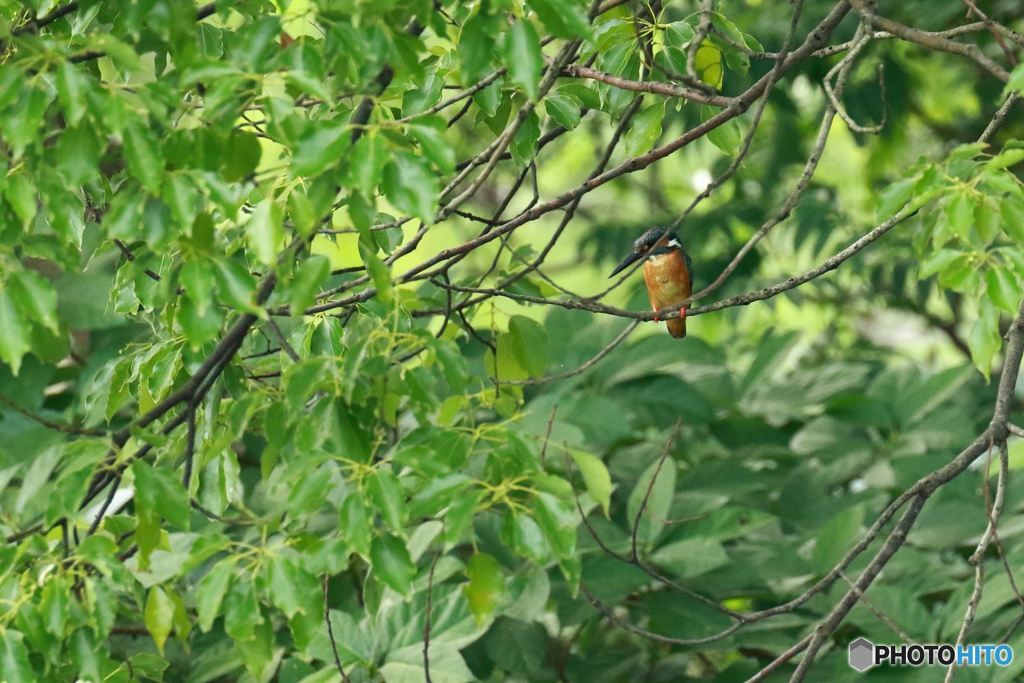 Kingfisher