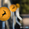 Attention to deer 