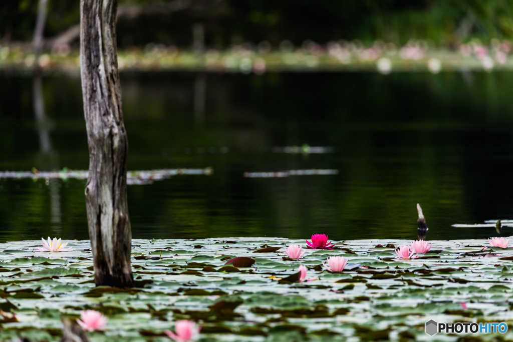 Only one red water lily