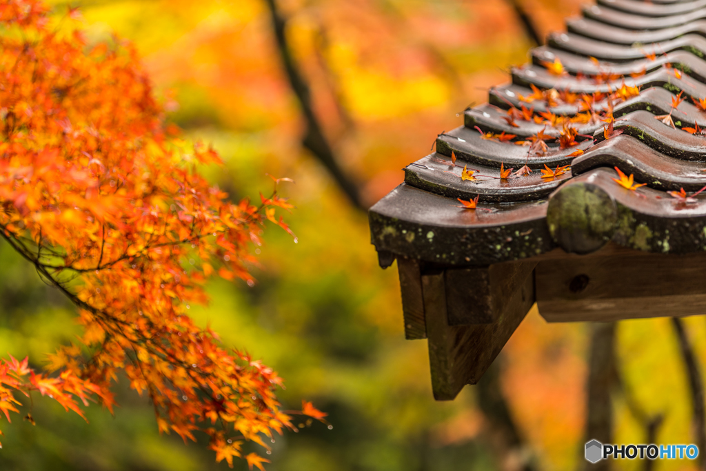 Rain autumn leaves on the roof tile