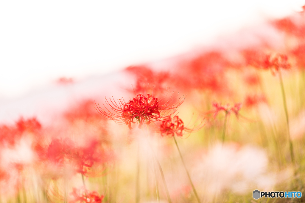 cluster amaryllis