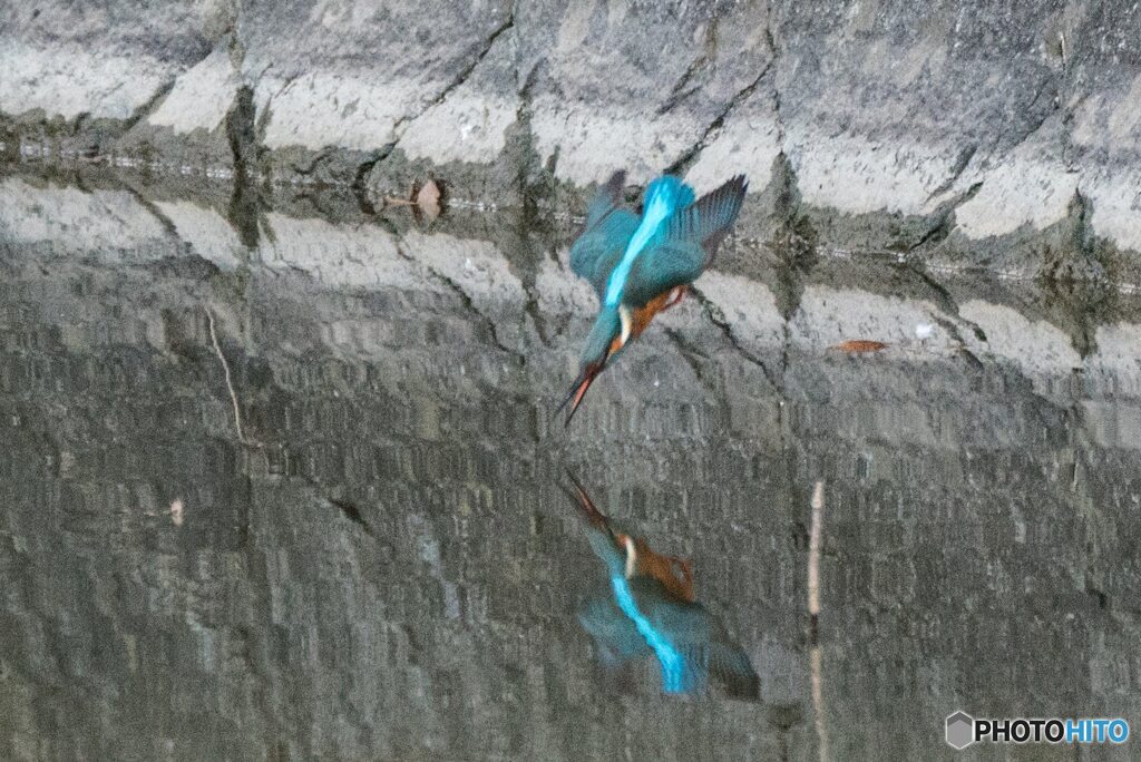 カワセミの飛び込み