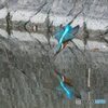 カワセミの飛び込み