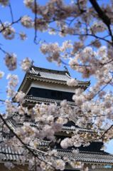 桜と松本城