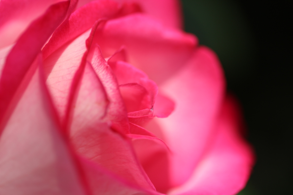薔薇