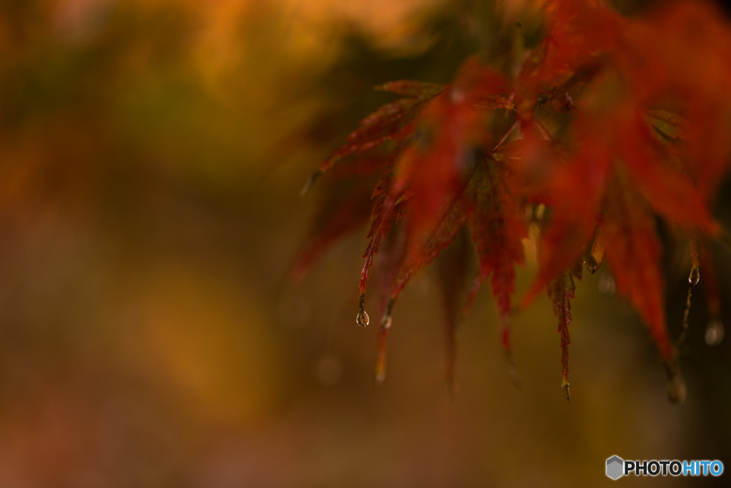 Drop of autumn leaves
