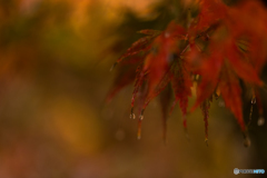 Drop of autumn leaves