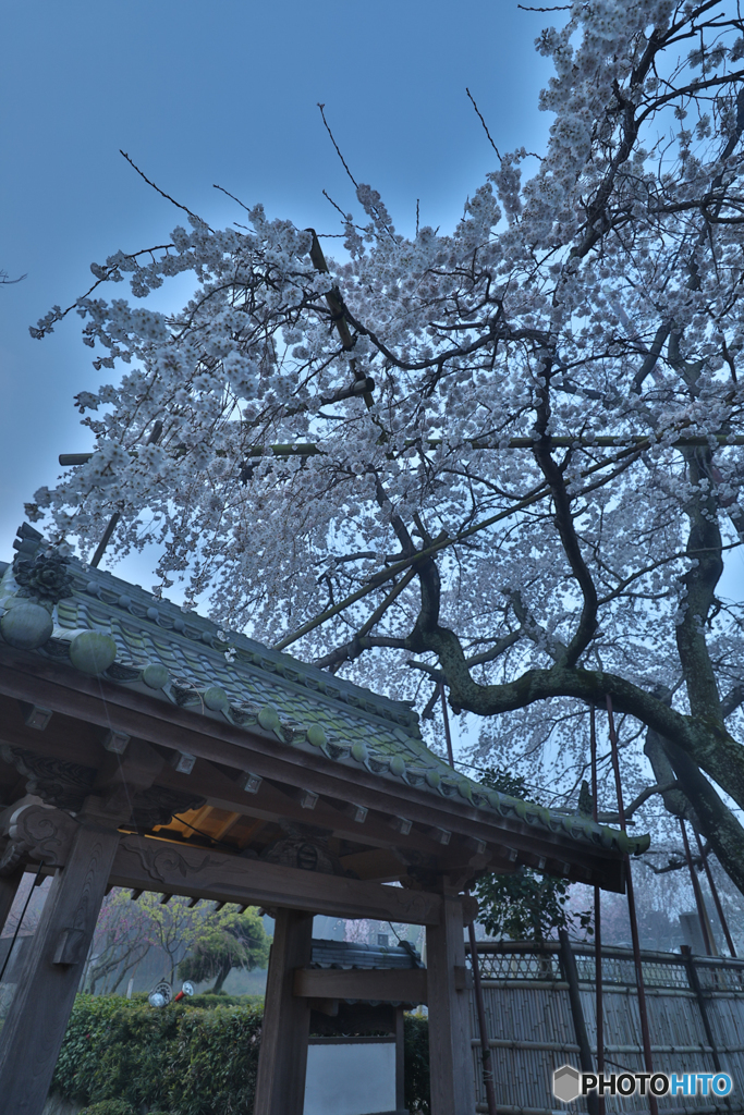 枝垂桜