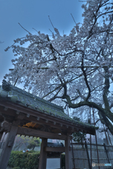 枝垂桜