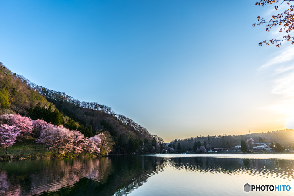 中綱湖の桜