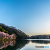 中綱湖の桜