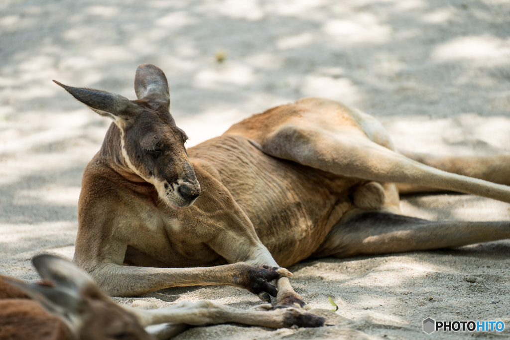 カンガルー1
