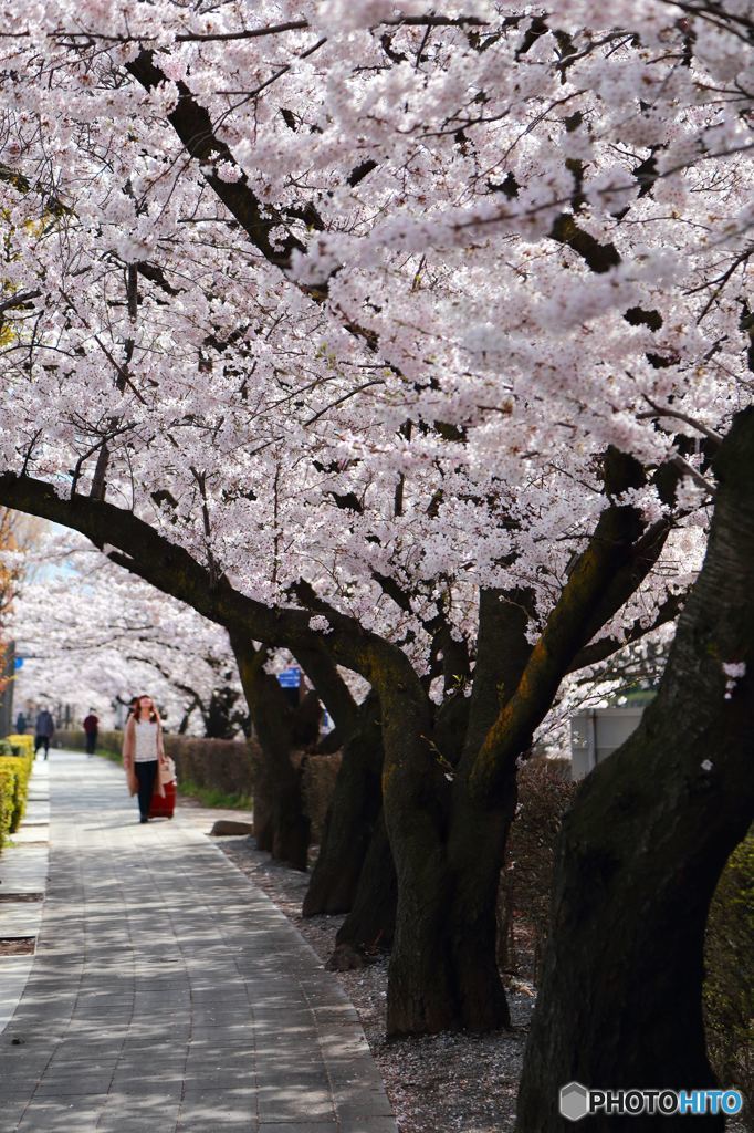 桜並木
