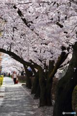 桜並木
