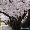 桜並木