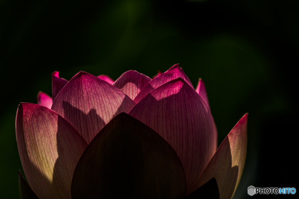 lotus