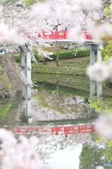 愛知県岡崎市　岡崎公園の桜