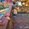 紅葉とカップル