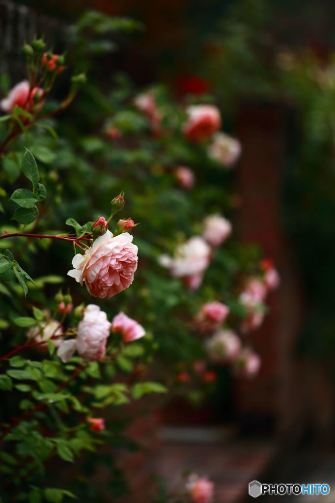 薔薇