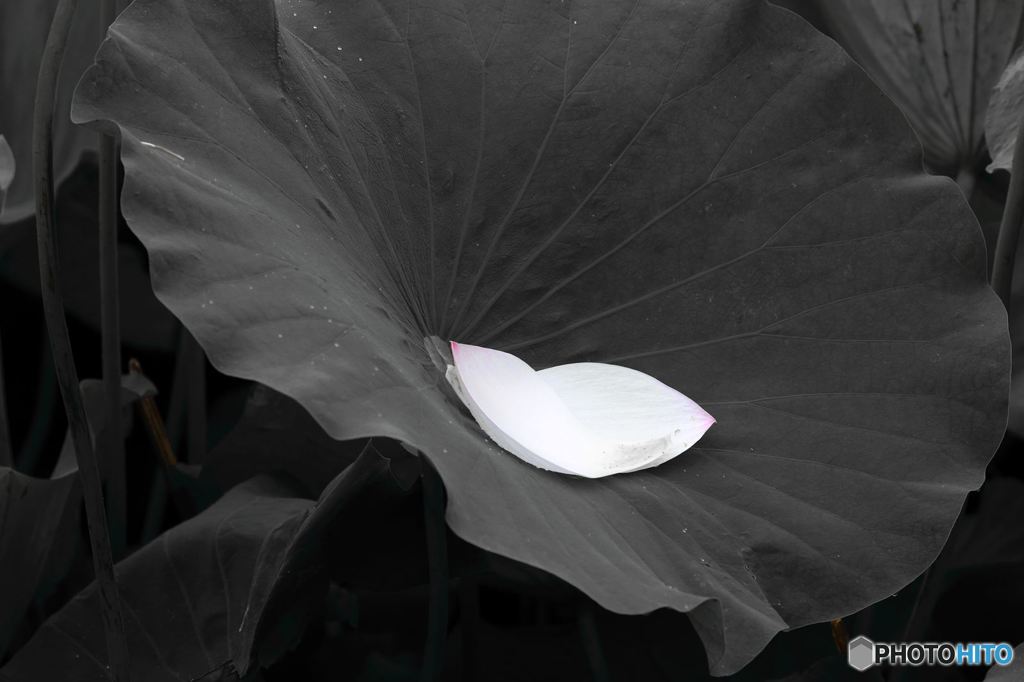leaves & petal of Lotus