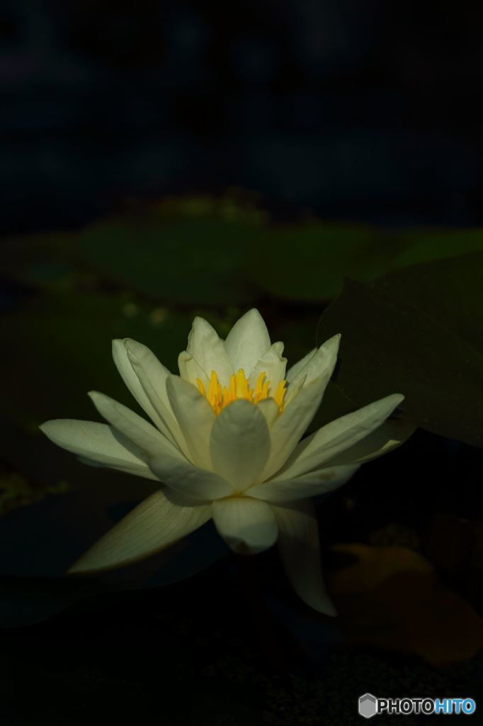 月光