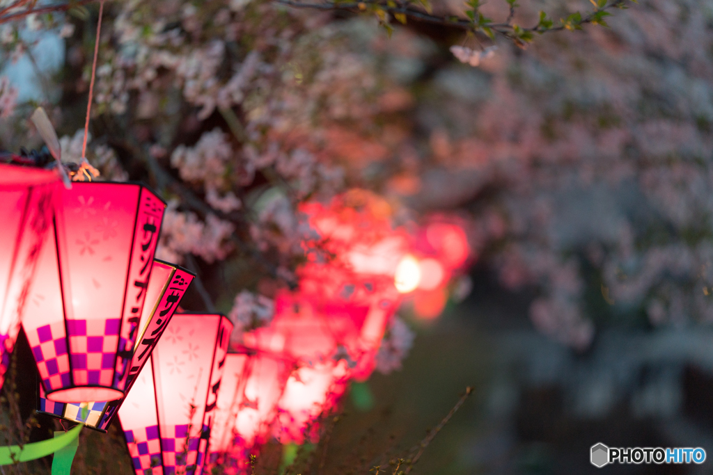 花提灯
