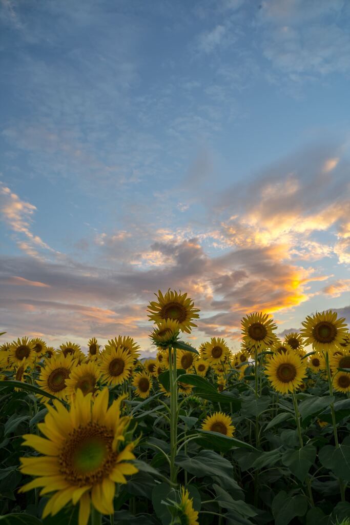 Sunflower field at sunset