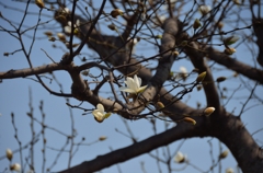 コブシの花