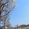 街路樹の全景