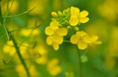 菜の花の接写