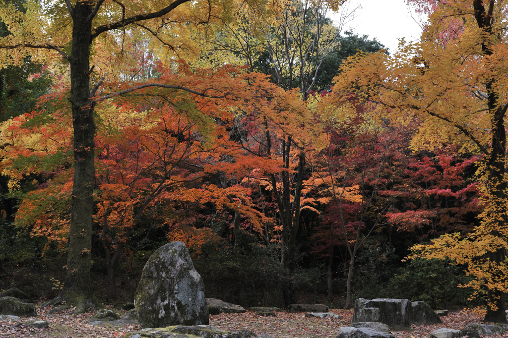 2024年紅葉