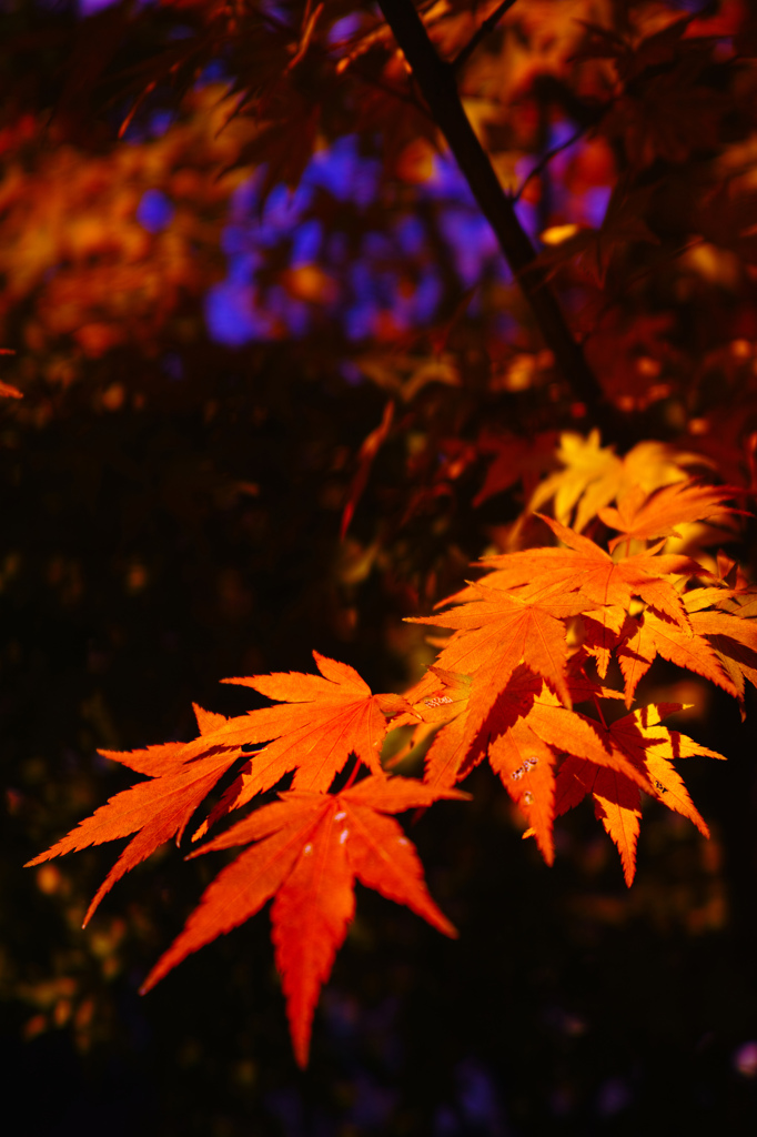 SDIM0772_r