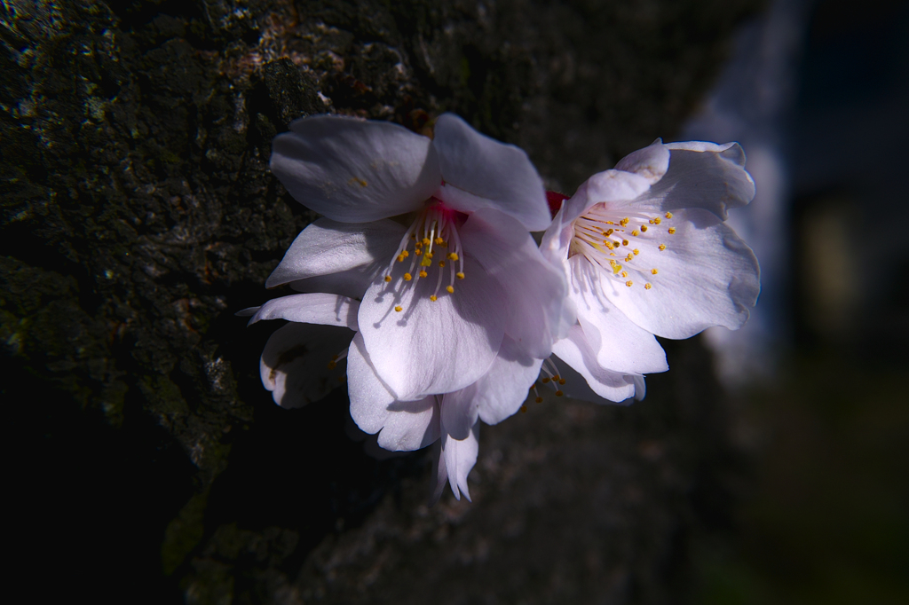 淡桜