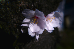 淡桜
