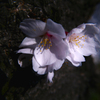 淡桜