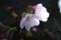 輝桜